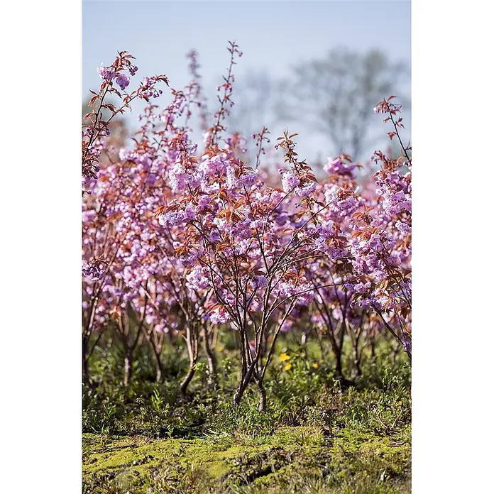 Pflanzen für dich Zierkirsche 60-80 cm - Prunus serrulata 'Kanzan', Aktuelle Wuchshöhe: 60 cm - 80 cm, Rosa - Feld mit jungen Bäumen, leuchtend rosa Blüten und rotbraunen Blättern unter klarem Himmel.