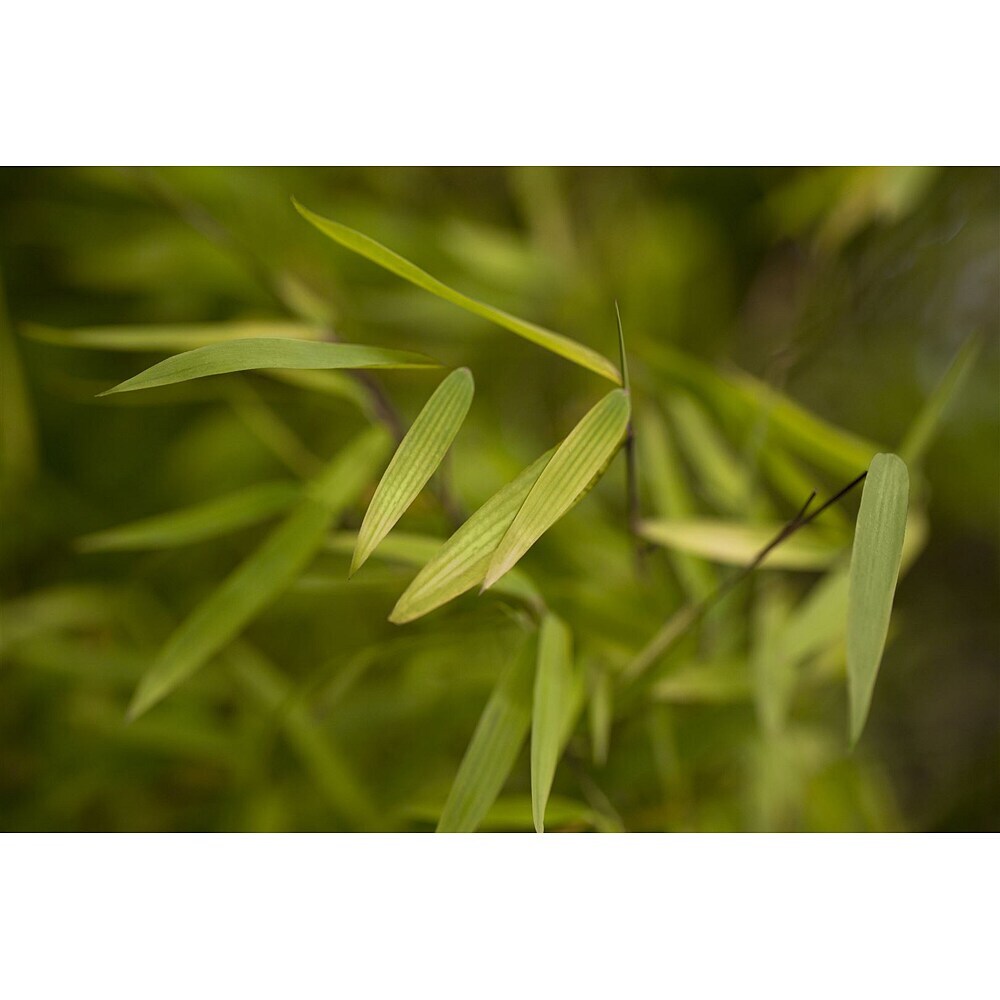 lucky bambus Lucky Bamboo main image 1