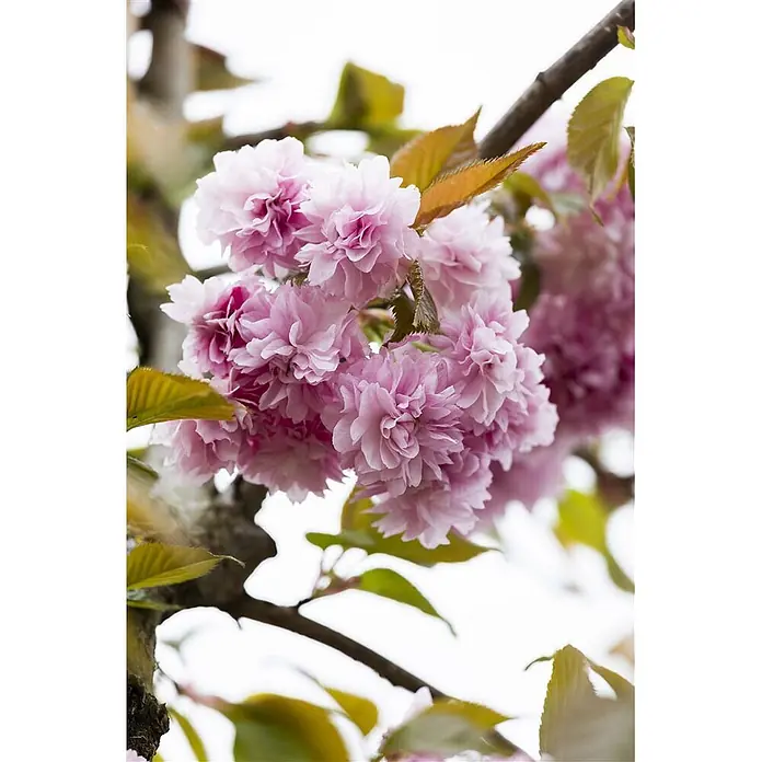 Pflanzen für dich Zierkirsche 60-80 cm - Prunus serrulata 'Kanzan', Aktuelle Wuchshöhe: 60 cm - 80 cm, Rosa - Rosa Kirschblüten blühen in Büscheln an einem Ast mit jungen Blättern.