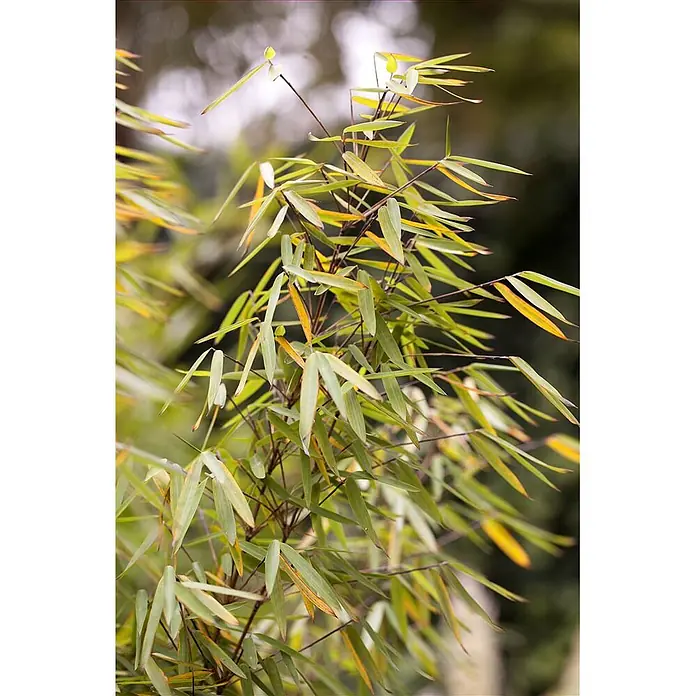 Pflanzen für dich Fargesia 40-60 cm - Fargesia 'Jiuzhaigou 1', Aktuelle Wuchshöhe: 40 cm - 60 cm - Ein Bündel Bambuszweige mit schlanken grünen und gelb werdenden Blättern, das das natürliche Laub der Pflanze zeigt.