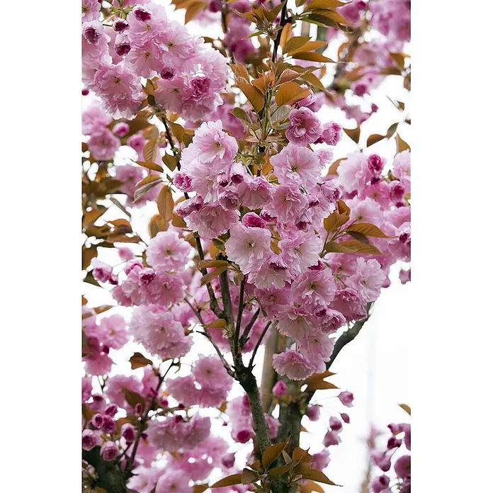 Pflanzen für dich Zierkirsche 60-80 cm - Prunus serrulata 'Kanzan', Aktuelle Wuchshöhe: 60 cm - 80 cm, Rosa - Rosa Kirschblüten mit bronzefarbenen Blättern an einem blühenden Baumzweig.