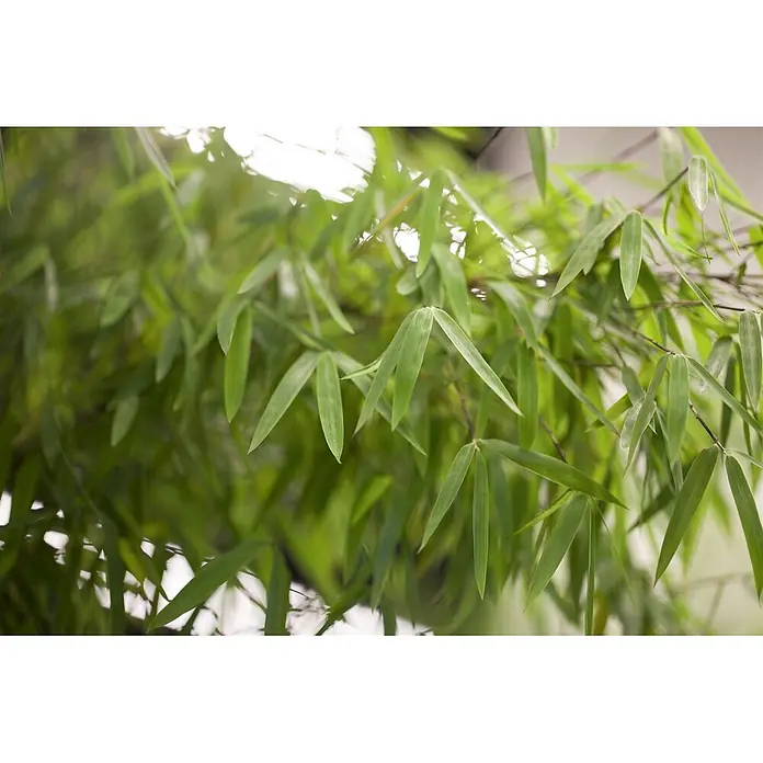 Pflanzen für dich Fargesia 40-60 cm - Fargesia 'Jiuzhaigou 1', Aktuelle Wuchshöhe: 40 cm - 60 cm - Leuchtend grüne Bambusblätter, teils scharf, erzeugen eine üppige, natürliche Ansicht.