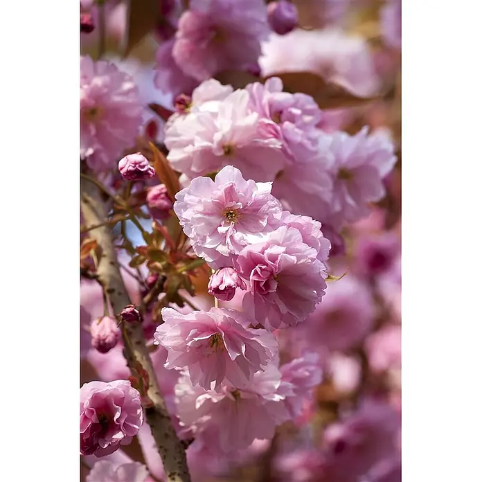 Pflanzen für dich Zierkirsche 60-100 cm - Prunus subhirtella 'Accolade', Aktuelle Wuchshöhe: 60 cm - 100 cm, Rosa - Nahaufnahme zarter rosa Kirschblüten, die an einem Ast blühen.