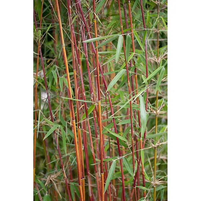 Pflanzen für dich Fargesia 40-60 cm - Fargesia 'Jiuzhaigou 1', Aktuelle Wuchshöhe: 40 cm - 60 cm - Dicht wachsende rote und orange Bambusrohre mit leuchtend grünen Blättern.