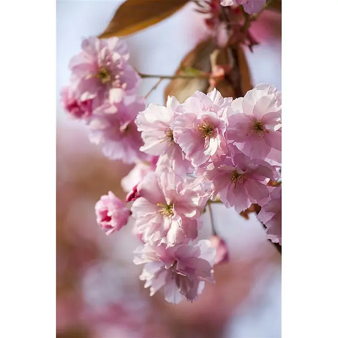 Pflanzen für dich Zierkirsche 60-100 cm - Prunus subhirtella 'Accolade', Aktuelle Wuchshöhe: 60 cm - 100 cm, Rosa - Nahaufnahme zarter rosa Kirschblüten an einem Zweig, weich fokussiert.
