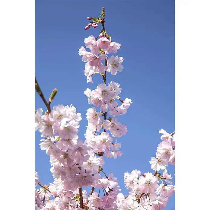 Pflanzen für dich Zierkirsche 60-100 cm - Prunus subhirtella 'Accolade', Aktuelle Wuchshöhe: 60 cm - 100 cm, Rosa - Zarte rosa Kirschblüten auf Ästen vor einem klaren blauen Himmel.