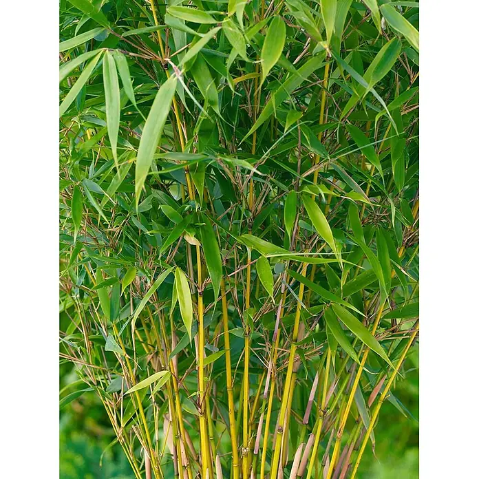 Pflanzen für dich Fargesia 60-80 cm - Fargesia robusta 'Pingwu', Aktuelle Wuchshöhe: 60 cm - 80 cm - Dichte Bambuspflanze mit hellgrünen Blättern und goldgelben Stängeln.