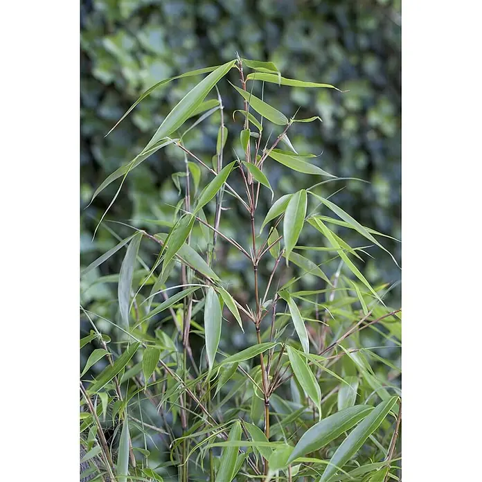 Pflanzen für dich Fargesia 60-80 cm - Fargesia robusta 'Pingwu', Aktuelle Wuchshöhe: 60 cm - 80 cm - Üppige grüne bambusartige Pflanze mit schlanken Blättern und rotbraunen Stielen.
