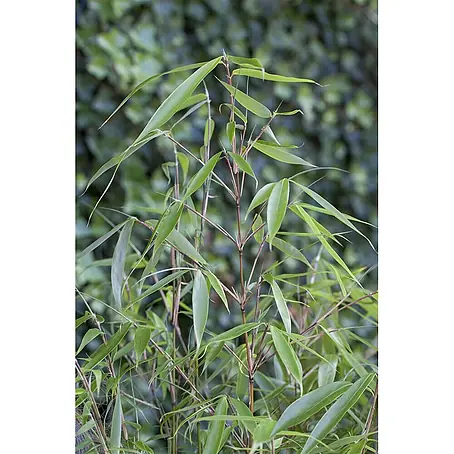 Pflanzen für dich  Fargesia 60-80 cm