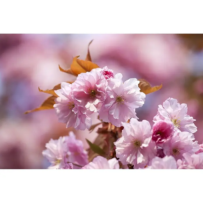 Pflanzen für dich Zierkirsche 60-100 cm - Prunus subhirtella 'Accolade', Aktuelle Wuchshöhe: 60 cm - 100 cm, Rosa - Rosa Kirschblüten und braune Blätter an einem Ast.