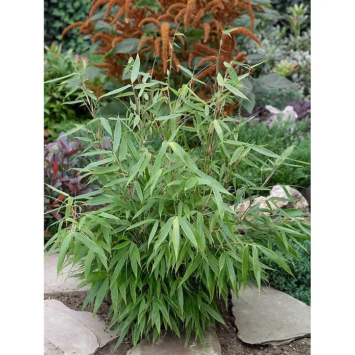 Pflanzen für dich Fargesia 60-80 cm - Fargesia robusta 'Pingwu', Aktuelle Wuchshöhe: 60 cm - 80 cm - Üppige grüne Zierbambuspflanze mit schlanken Blättern im Garten.