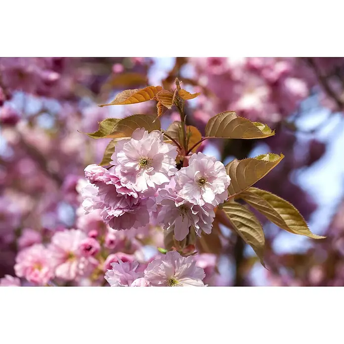 Pflanzen für dich Zierkirsche 60-100 cm - Prunus subhirtella 'Accolade', Aktuelle Wuchshöhe: 60 cm - 100 cm, Rosa - Nahaufnahme leuchtend pinker Kirschblüten mit jungen bronzegrünen Blättern am Zweig.