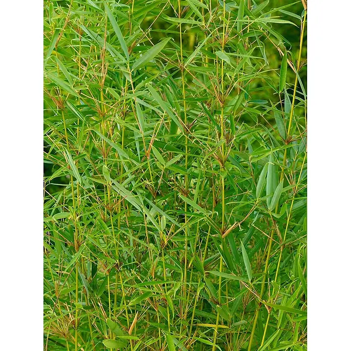 Pflanzen für dich Fargesia 60-80 cm - Fargesia robusta 'Pingwu', Aktuelle Wuchshöhe: 60 cm - 80 cm - Üppige grüne Bambuspflanzen mit schlanken Stängeln und lebhaften Blättern.