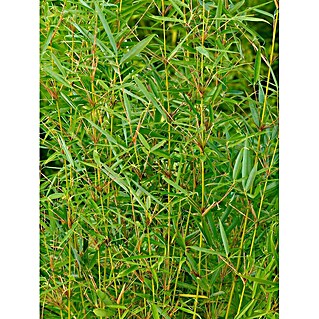 Pflanzen fr dich Fargesia 60-80 cm online kaufen bei BAUHAUS