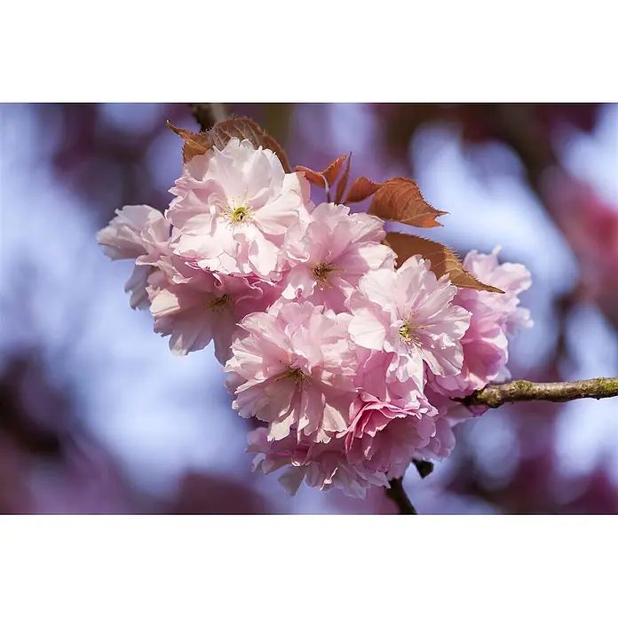 Pflanzen für dich Zierkirsche 60-100 cm - Prunus subhirtella 'Accolade', Aktuelle Wuchshöhe: 60 cm - 100 cm, Rosa - Zarte rosa Kirschblüten mit jungen rotbraunen Blättern an einem Ast.