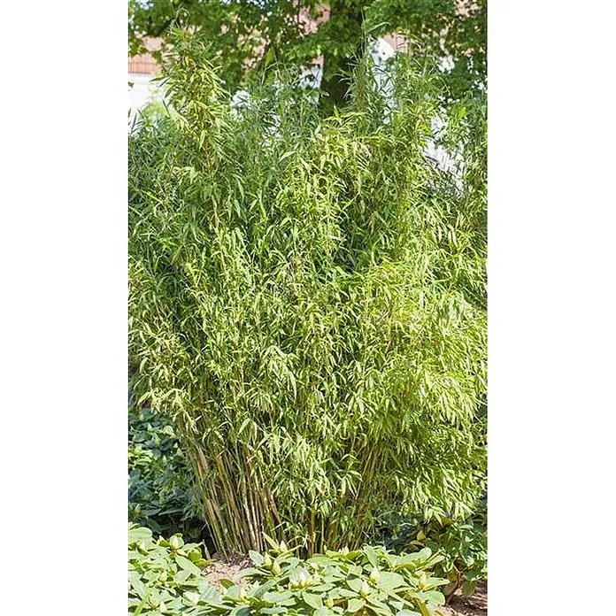 Pflanzen für dich Fargesia 60-100 cm - Fargesia murieliae 'Jumbo', Aktuelle Wuchshöhe: 60 cm - 100 cm - Dichte grüne Bambuspflanze mit zahlreichen schlanken Stängeln und üppigem Laub, ideal für die Gartengestaltung.