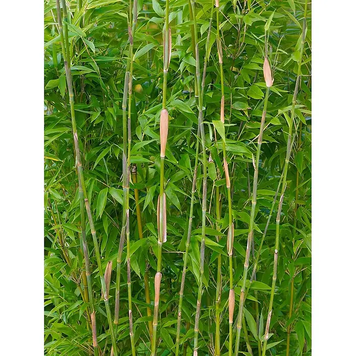 Pflanzen für dich Fargesia Schirmbambus - Fargesia denudata, Aktuelle Wuchshöhe: 80 cm - 100 cm - Dichte Bambuspflanze mit leuchtend grünen Halmen und Blättern.