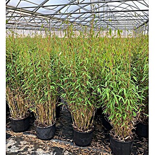 pfählen bambus Heiliger Bambus 'Gulf Stream' / Nandina domestica 'Gulf Stream' online  kaufen