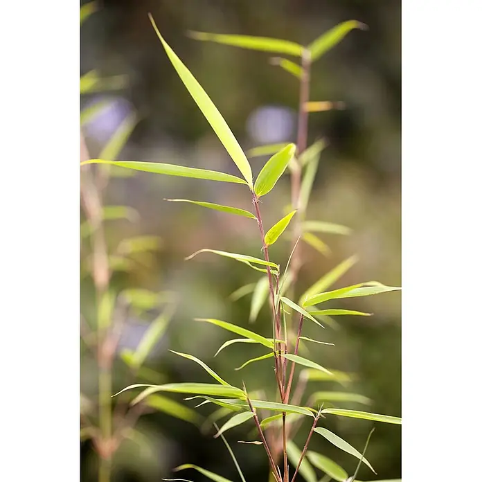 Pflanzen für dich Fargesia 150-175 cm - Fargesia robusta 'Campbell', Aktuelle Wuchshöhe: 150 cm - 175 cm - Hellgrüne Bambusblätter an schlanken rötlich-braunen Stängeln, die nach oben ragen.