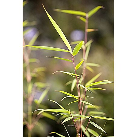 Pflanzen fr dich Fargesia 175-200 cm online kaufen bei BAUHAUS