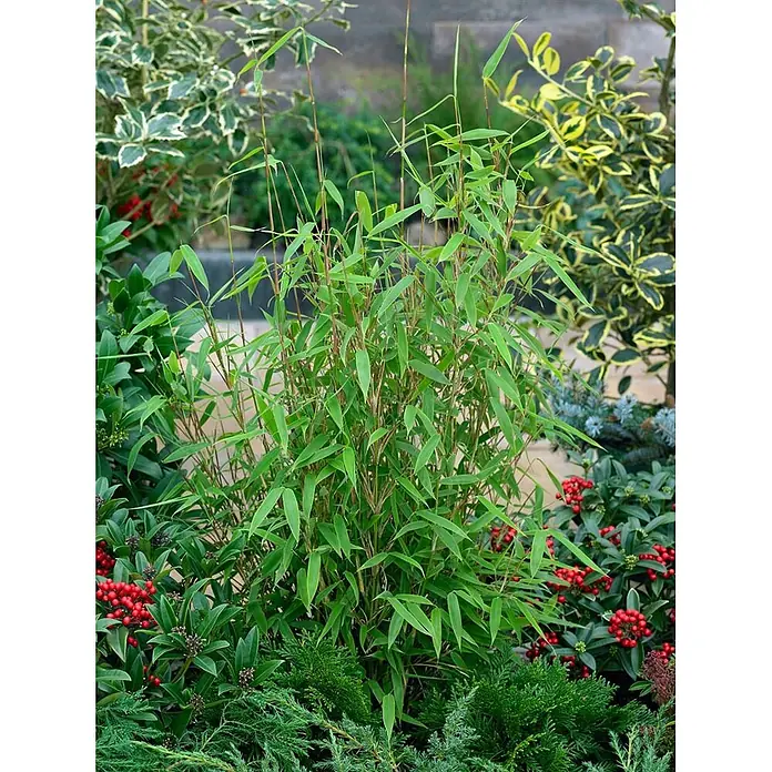 Pflanzen für dich Fargesia 60-100 cm - Fargesia murieliae 'Jumbo', Aktuelle Wuchshöhe: 60 cm - 100 cm - Üppige grüne Bambuspflanze mit schlanken Stielen in einer vielfältigen Gartenlandschaft mit Sträuchern und roten Beeren.