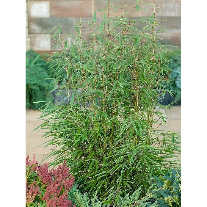 Pflanzen für dich Fargesia 150-175 cm - Fargesia robusta 'Campbell', Aktuelle Wuchshöhe: 150 cm - 175 cm - Üppige grüne Bambuspflanze mit schlanken Stielen im Freien, umgeben von Gartenlaub und einer Ziegelmauer.