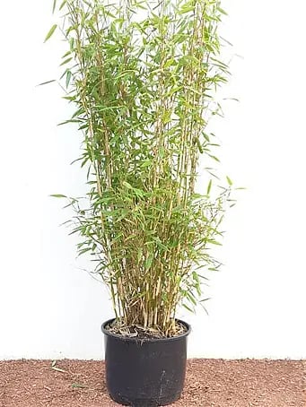 kunstpflanzen aussen Rosmarin Kunstpflanze UV Outdoor 35 cm main image 1