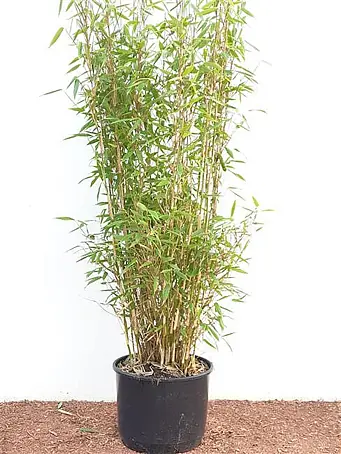 Pflanzen fr dich Fargesia 60-100 cm online kaufen bei BAUHAUS