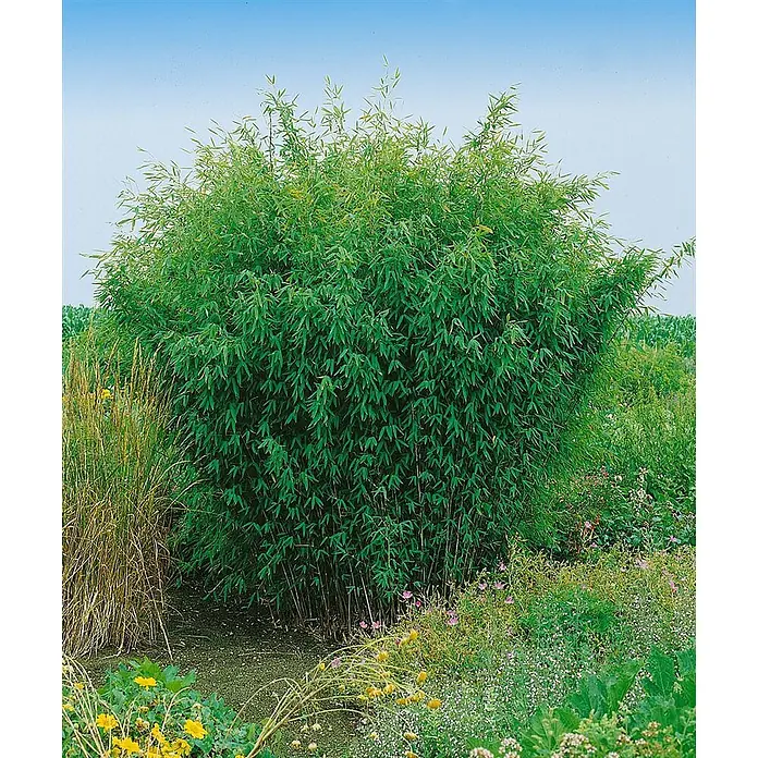 Pflanzen für dich Fargesia 40-60 cm - Fargesia nitida, Aktuelle Wuchshöhe: 40 cm - 60 cm - Dichter Horstart Fargesia Bambus mit üppig grünen Blättern.