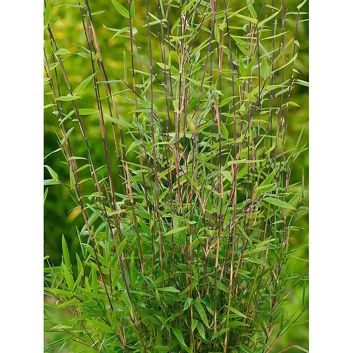 Pflanzen für dich Fargesia 40-60 cm - Fargesia nitida, Aktuelle Wuchshöhe: 40 cm - 60 cm - Üppige grüne Bambuspflanze mit schlanken dunkelvioletten Stielen und leuchtend grünen Blättern.