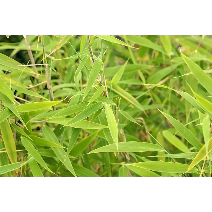 Pflanzen für dich Fargesia 60-80 cm - Fargesia murieliae 'Bimbo', Aktuelle Wuchshöhe: 60 cm - 80 cm - Üppige grüne Bambusblätter und schlanke Stängel.