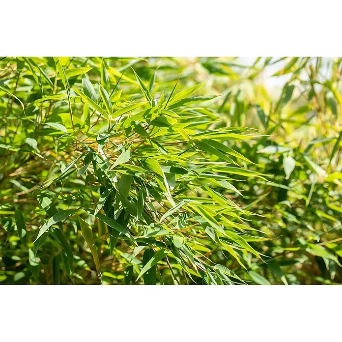 Pflanzen für dich Fargesia 40-60 cm - Fargesia nitida, Aktuelle Wuchshöhe: 40 cm - 60 cm - Üppige grüne Bambusblätter, lebendig und frisch im natürlichen Licht.