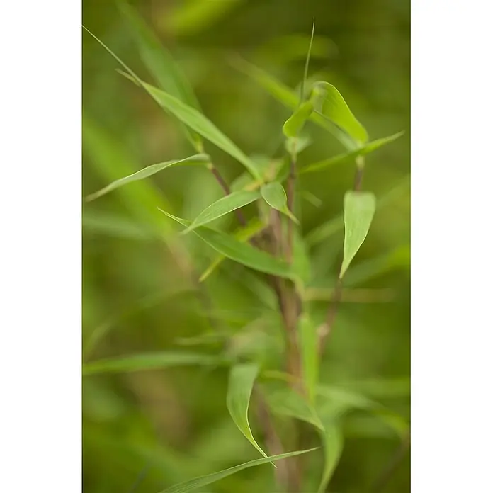 Pflanzen für dich Fargesia 60-80 cm - Fargesia murieliae 'Bimbo', Aktuelle Wuchshöhe: 60 cm - 80 cm - Lebendige grüne Pflanze mit schlanken Blättern und dünnen bräunlichen Stängeln, frisch und natürlich.