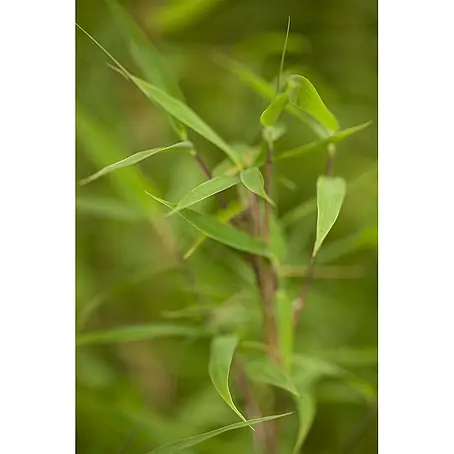 Pflanzen für dich  Fargesia 60-80 cm