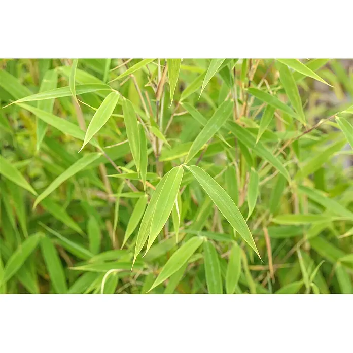 Pflanzen für dich Fargesia 60-80 cm - Fargesia murieliae 'Bimbo', Aktuelle Wuchshöhe: 60 cm - 80 cm - Nahaufnahme von leuchtend grünen Bambusblättern und schlanken Stängeln.