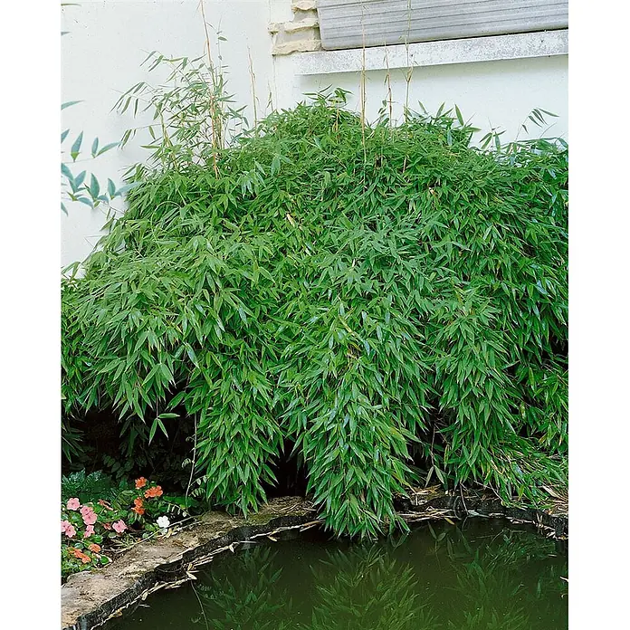 Pflanzen für dich Muriel-Bambus 40-60 cm - Fargesia murieliae 'Simba', Aktuelle Wuchshöhe: 40 cm - 60 cm - Üppige grüne Bambuspflanze gedeiht neben einem Teich, mit kleinen Blumen am Ufer.