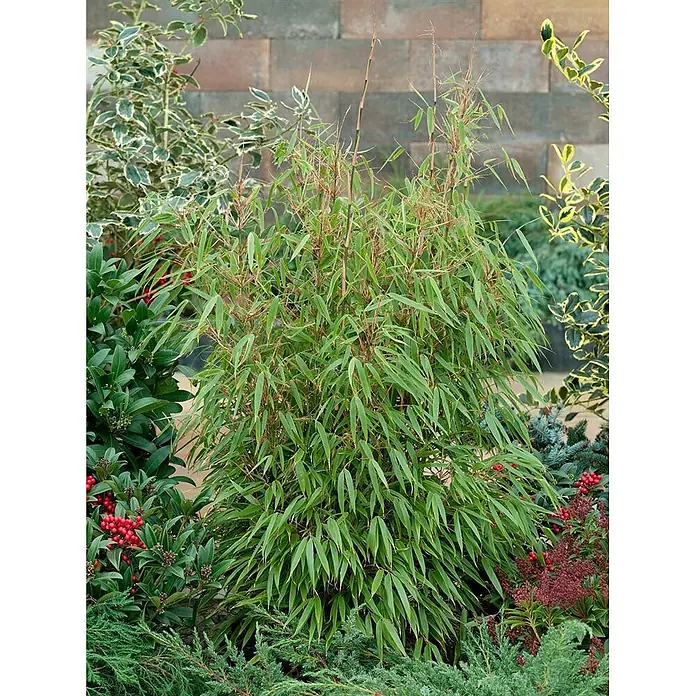 Pflanzen für dich Muriel-Bambus 100-125 cm - Fargesia murieliae 'Sonnenschein', Aktuelle Wuchshöhe: 100 cm - 125 cm - Horstbildende grüne Bambuspflanze mit schlanken Blättern und rotbraunen Halmen, als Zierpflanze im Garten.