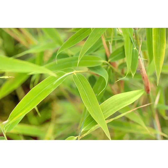 Pflanzen für dich Muriel-Bambus 40-60 cm - Fargesia murieliae 'Simba', Aktuelle Wuchshöhe: 40 cm - 60 cm - Lebendige grüne Bambusblätter und rötlich-braune Stiele, die natürliche Textur und Wachstum zeigen.