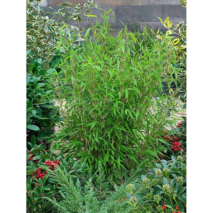 Pflanzen fr dich Muriel-Bambus 60-80 cm online kaufen bei BAUHAUS