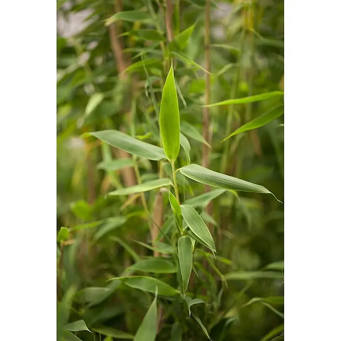 Pflanzen für dich Muriel-Bambus 40-60 cm - Fargesia murieliae 'Simba', Aktuelle Wuchshöhe: 40 cm - 60 cm - Nahaufnahme einer leuchtend grünen Bambuspflanze mit mehreren Blättern an einem Stiel, umgeben von verschwommenem Bambuslaub.