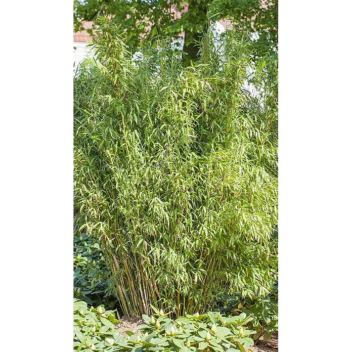 Pflanzen für dich Muriel-Bambus 80-100 - Fargesia murieliae 'Standing Stone', Aktuelle Wuchshöhe: 80 cm - 100 cm - Üppige grüne Bambuspflanze mit schlanken Stämmen und dichten Blättern, gedeiht in einem Garten.