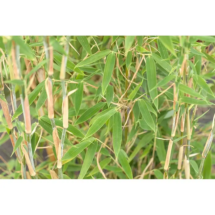 Pflanzen für dich Muriel-Bambus 80-100 - Fargesia murieliae 'Standing Stone', Aktuelle Wuchshöhe: 80 cm - 100 cm - Lebhaft grüne Bambusblätter und hellbraune Bambusstängel.