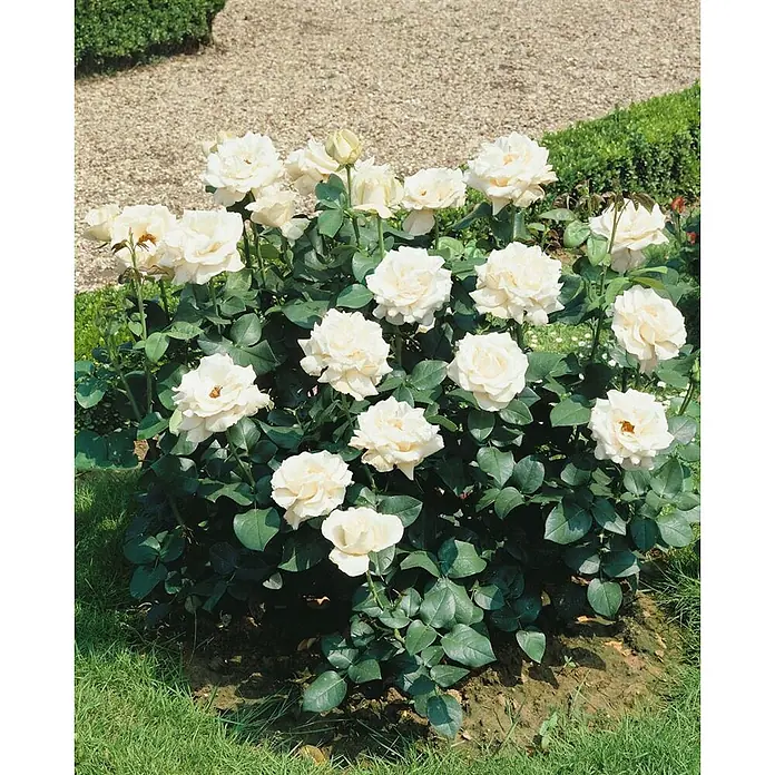 Pflanzen für dich Beetrose 3-5 Liter - Rosa 'Kristall', Weiß - Rosenbusch mit vielen weißen und cremefarbenen Blüten, umgeben von grünen Blättern, im Garten blühend.