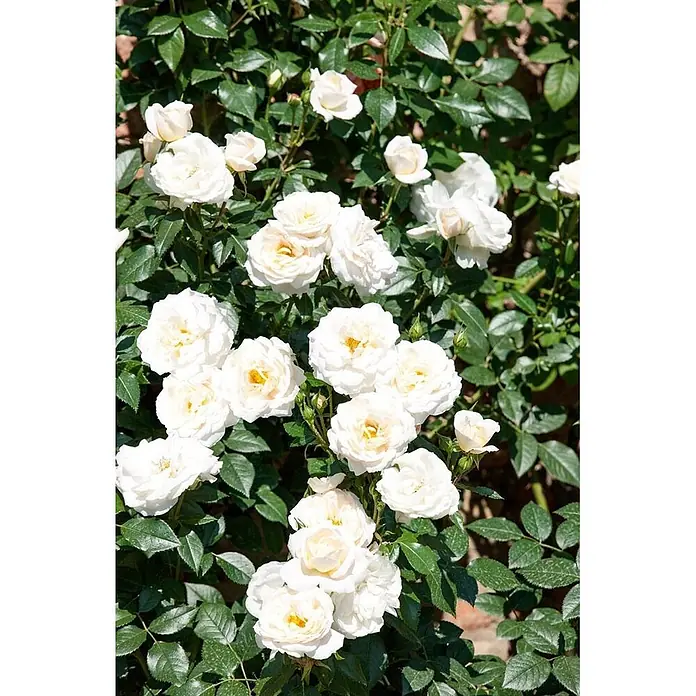 Pflanzen für dich Beetrose 5-7,5 Liter - Rosa 'Lion's Rose', Creme - Gruppe weißer Rosen mit gelben Zentren an einem üppigen grünen Rosenstrauch.