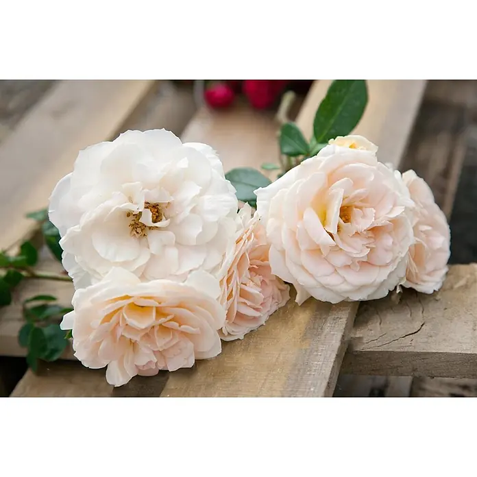 Pflanzen für dich Beetrose 5-7,5 Liter - Rosa 'Lion's Rose', Creme - Mehrere cremeweiße und hellrosa Rosen mit grünen Blättern liegen kunstvoll auf rustikalen Holzbrettern.