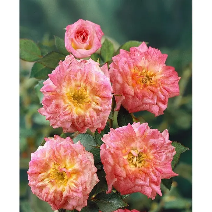 Pflanzen für dich Beetrose 3-5 Liter - Rosa 'Mandarin', Orange - Lebendige pink-gelbe Rosen mit gekräuselten Blütenblättern, mehrere voll erblüht und eine Knospe.