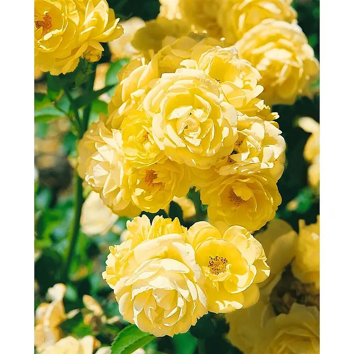 Pflanzen für dich Beetrose 3-5 Liter - Rosa 'Golden Border', Gelb - Ein üppiger Strauß leuchtend gelber Rosen in voller Blüte.