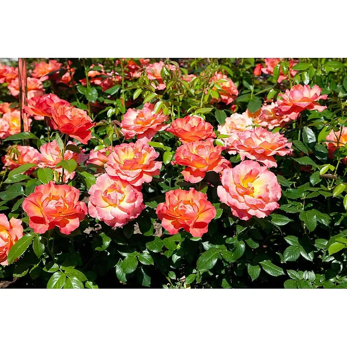 Pflanzen für dich Beetrose 5-7,5 Liter - Rosa 'Fellowship', Orange - Nahaufnahme leuchtend oranger und pinker Rosen mit gelben Mitten, die an einem Busch zwischen grünen Blättern blühen.