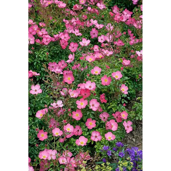 Pflanzen für dich Beetrose 5-7,5 Liter - Rosa 'Fortuna', Orange - Ein lebendiger Strauch voller kleiner rosa Blüten mit gelben Zentren und grünen Blättern.