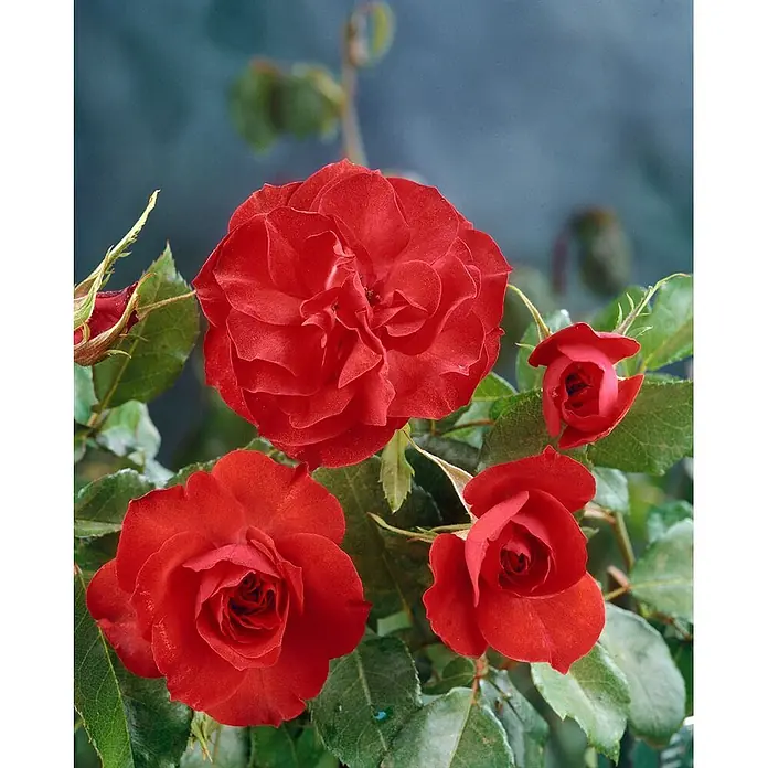 Pflanzen für dich Beetrose 5-7,5 Liter - Rosa 'La Sevillana', Rot - Nahaufnahme von leuchtend roten Rosen, teils voll erblüht, teils als Knospen, an einem belaubten Strauch.